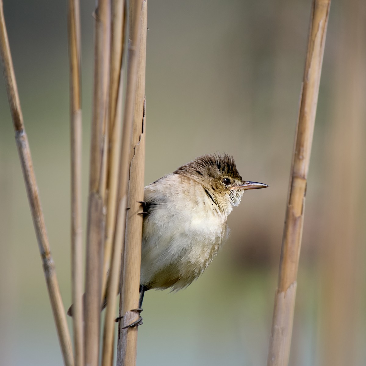 Australian Reed Warbler - ML645198324