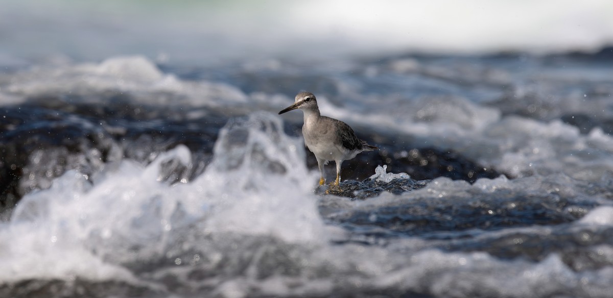 キアシシギ - ML645198331