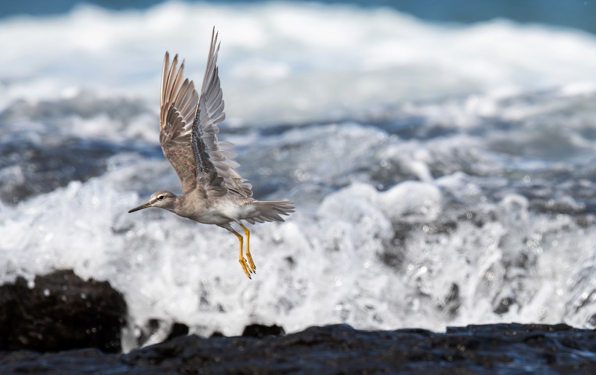 キアシシギ - ML645198332