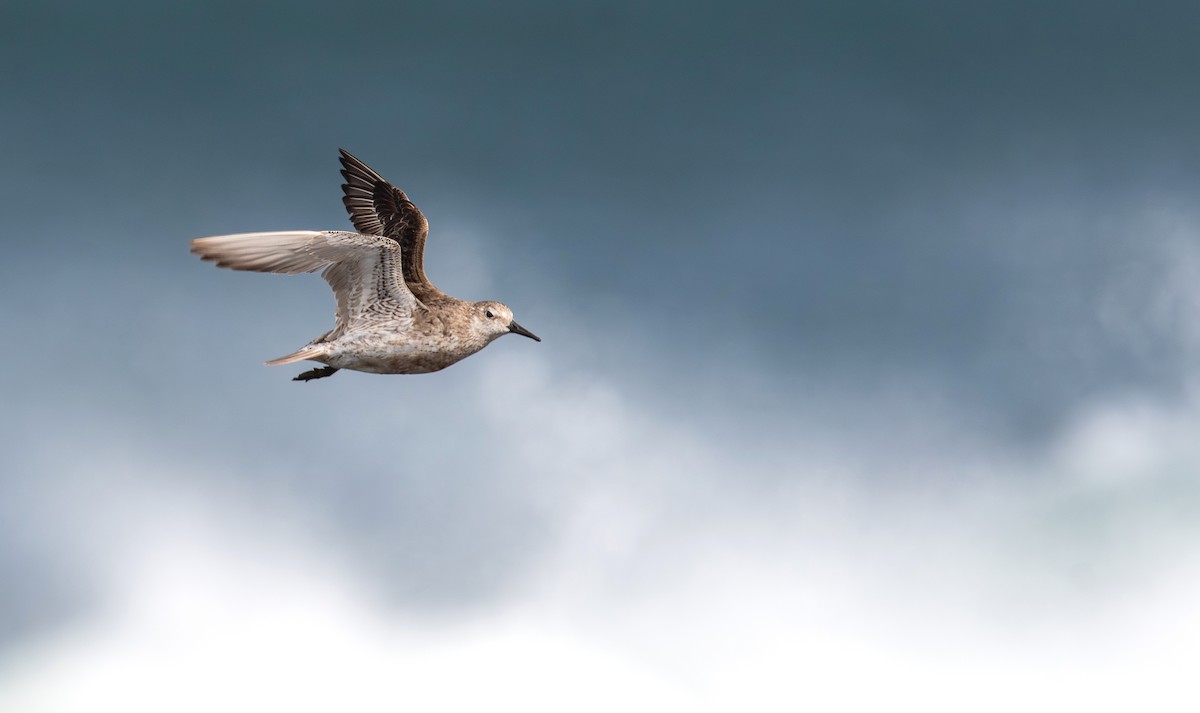 Red Knot - ML645198336