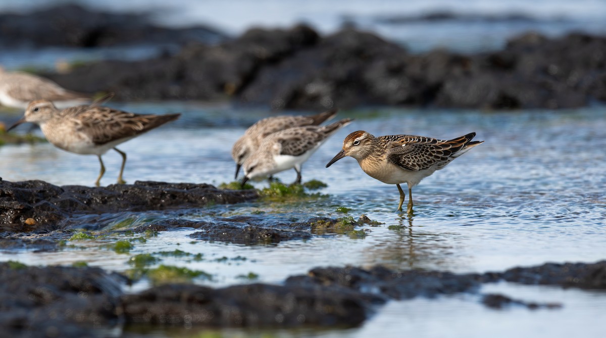 Sharp-tailed Sandpiper - ML645198347