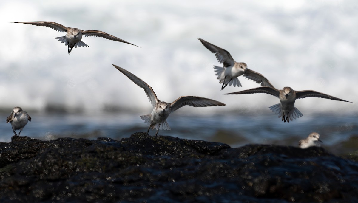 Red-necked Stint - ML645198365