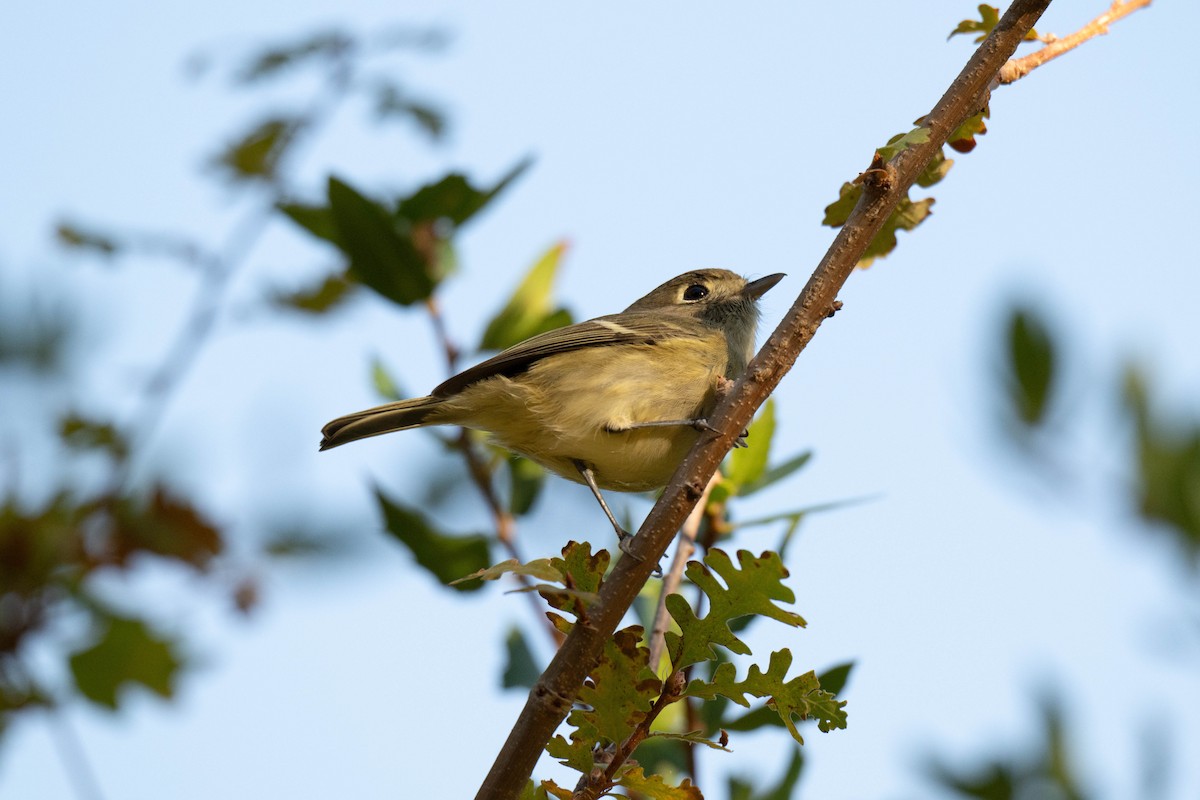 Hutton's Vireo - ML645198366