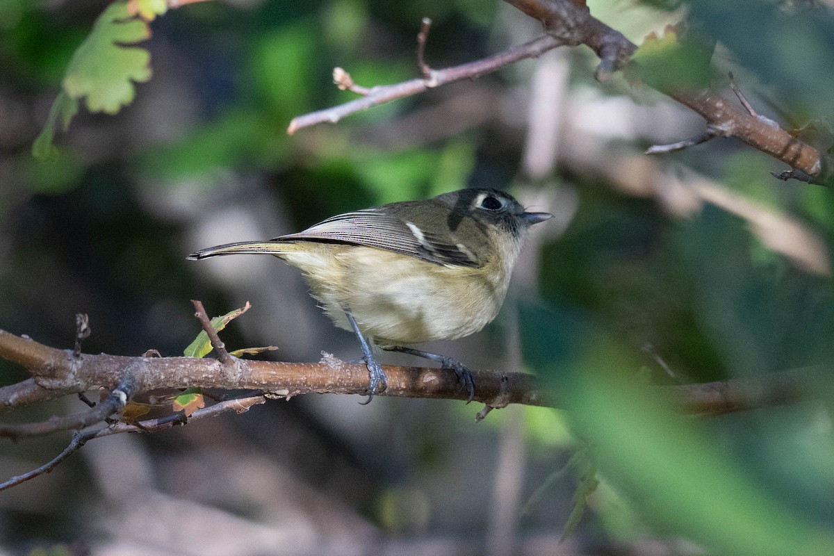Hutton's Vireo - ML645198367