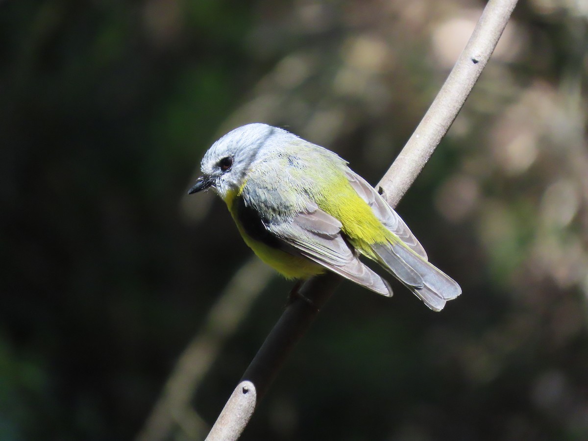 Doğulu Sarı Bülbül - ML645198372