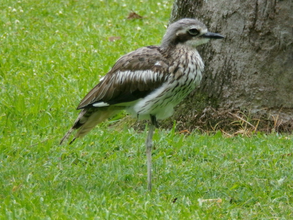 Bush Thick-knee - ML645198373