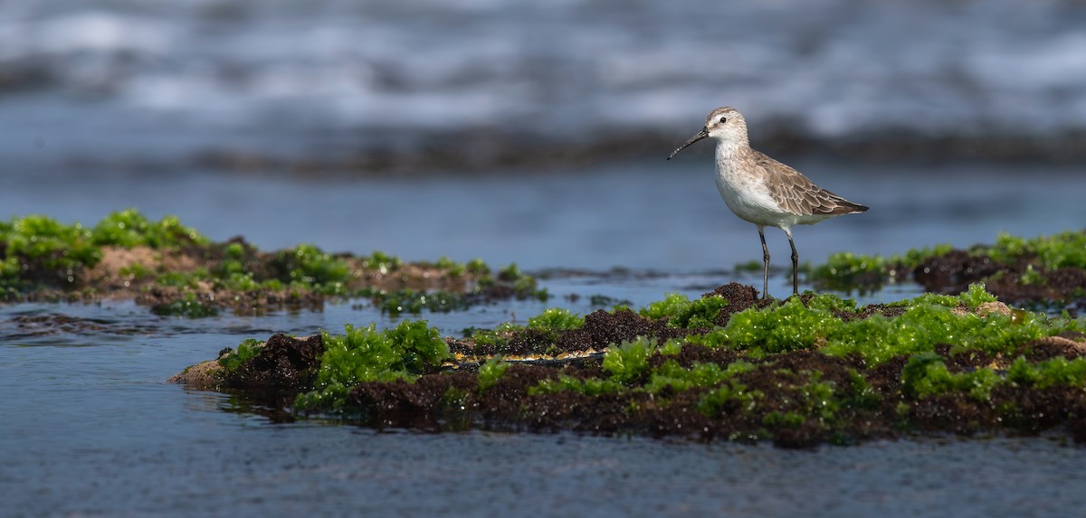 Curlew Sandpiper - ML645198376