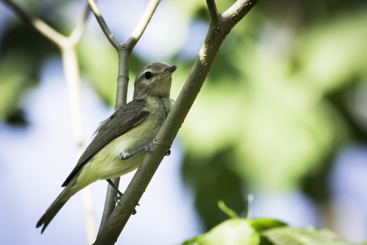 Eastern Warbling Vireo - ML645198389
