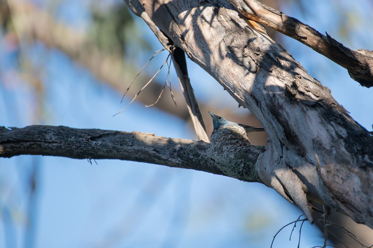 Leaden Flycatcher - ML645198395