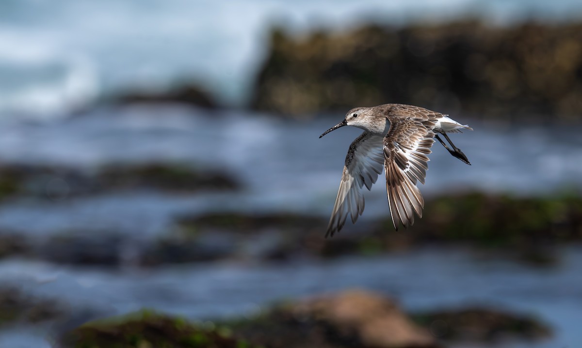 Curlew Sandpiper - ML645198396