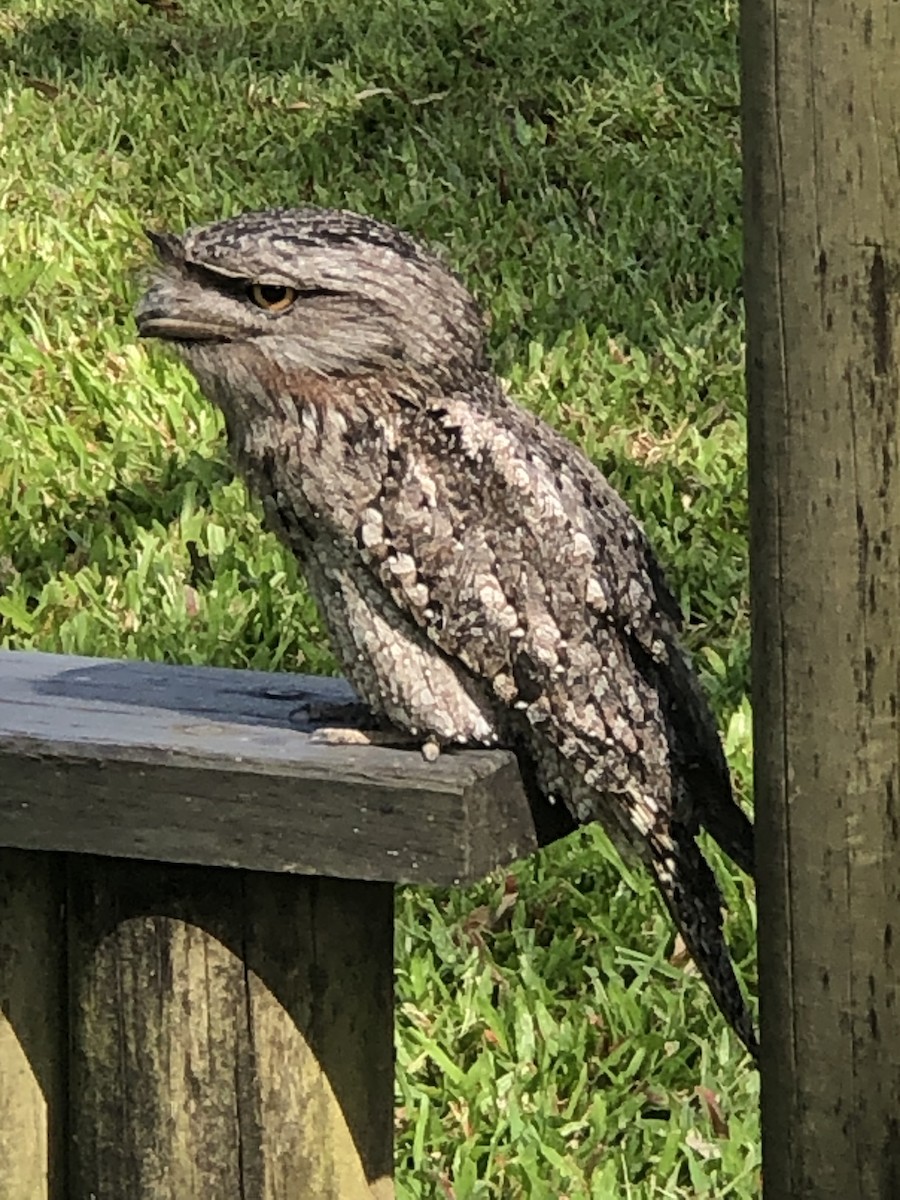 Tawny Frogmouth - ML645198399