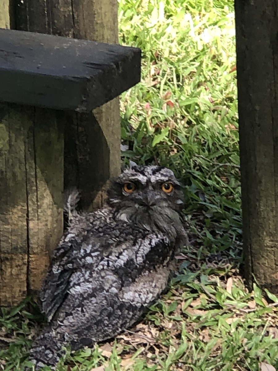 Tawny Frogmouth - ML645198400