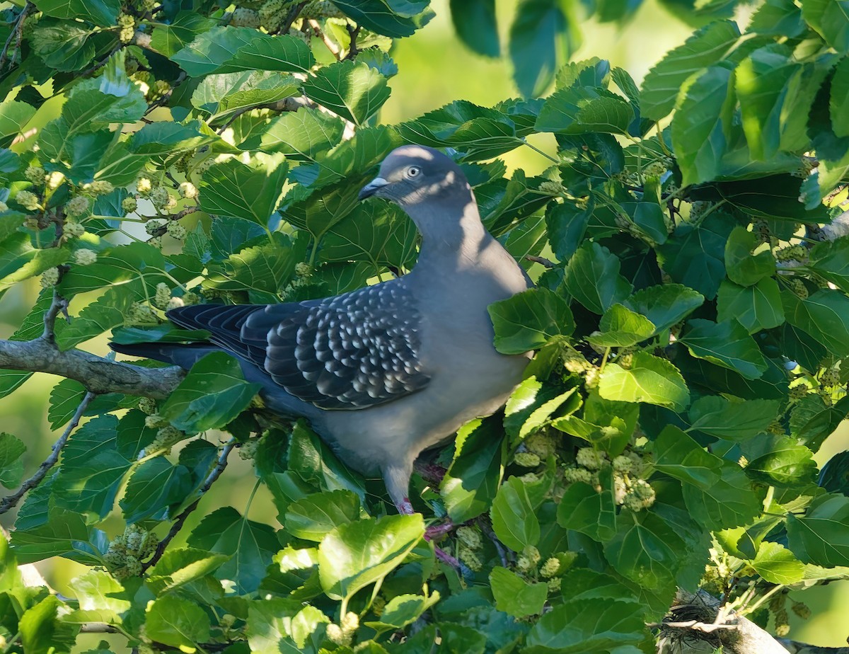 シロボシバト - ML645198402