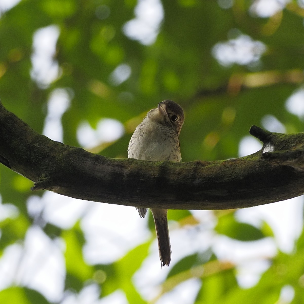 Tiger Shrike - ML645198404