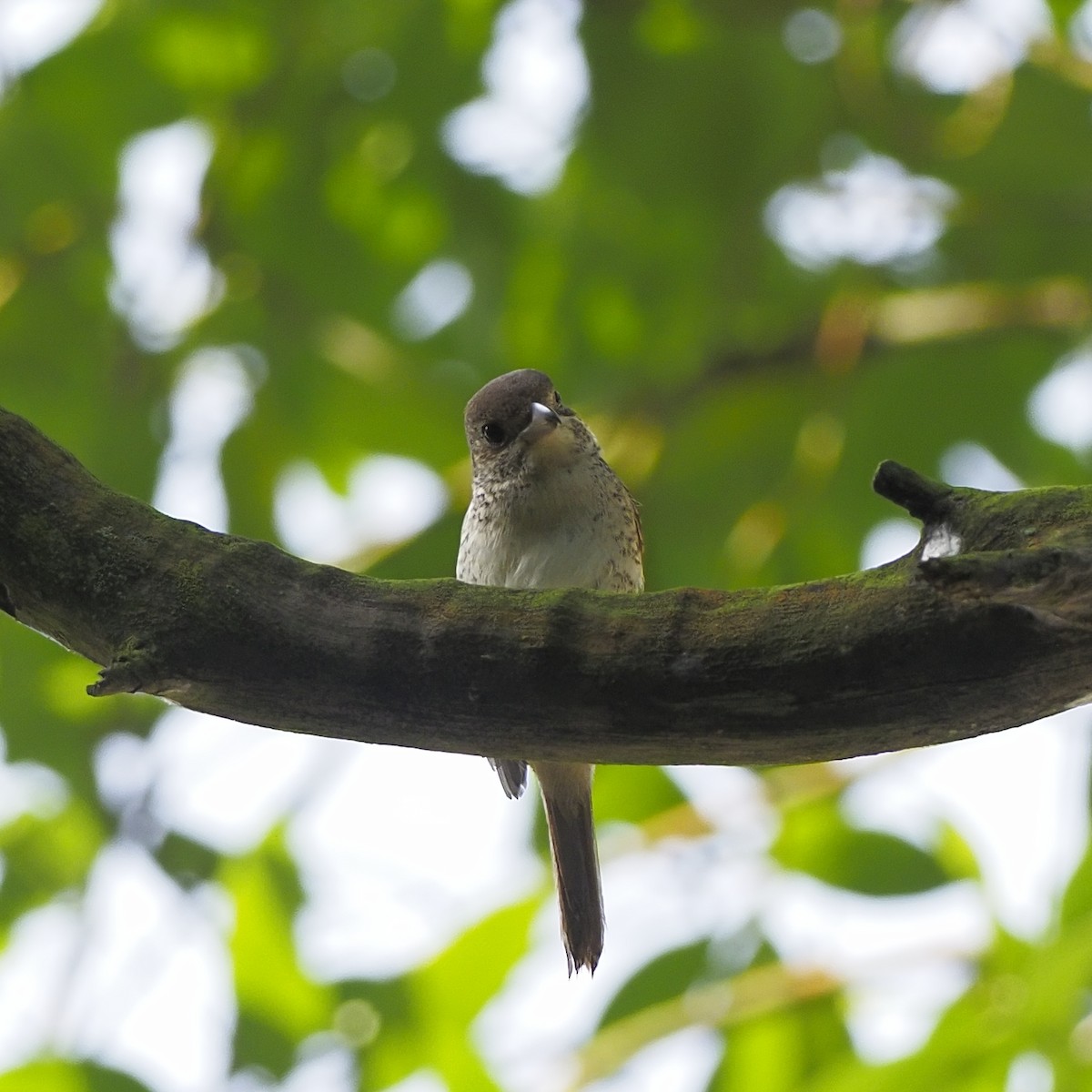 Tiger Shrike - ML645198405
