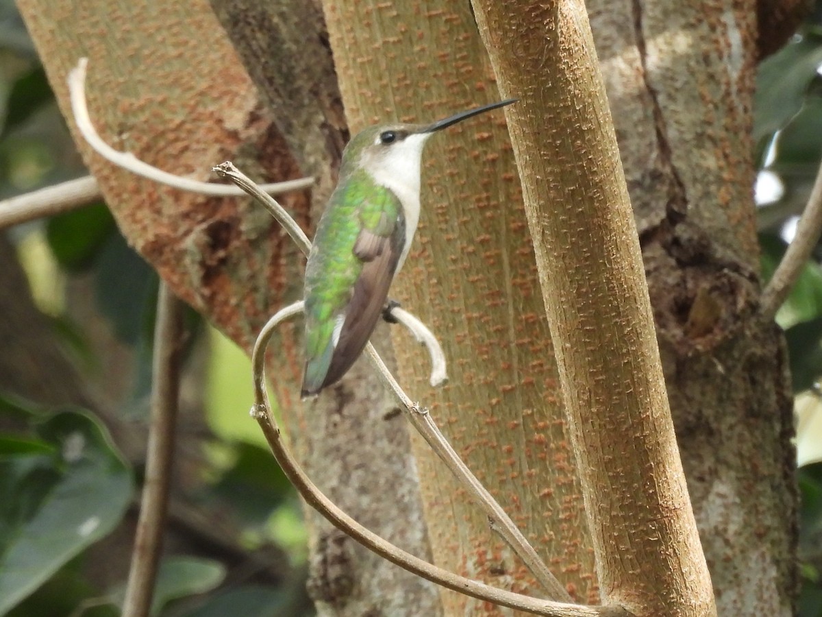 Колібрі рубіновогорлий - ML645198406