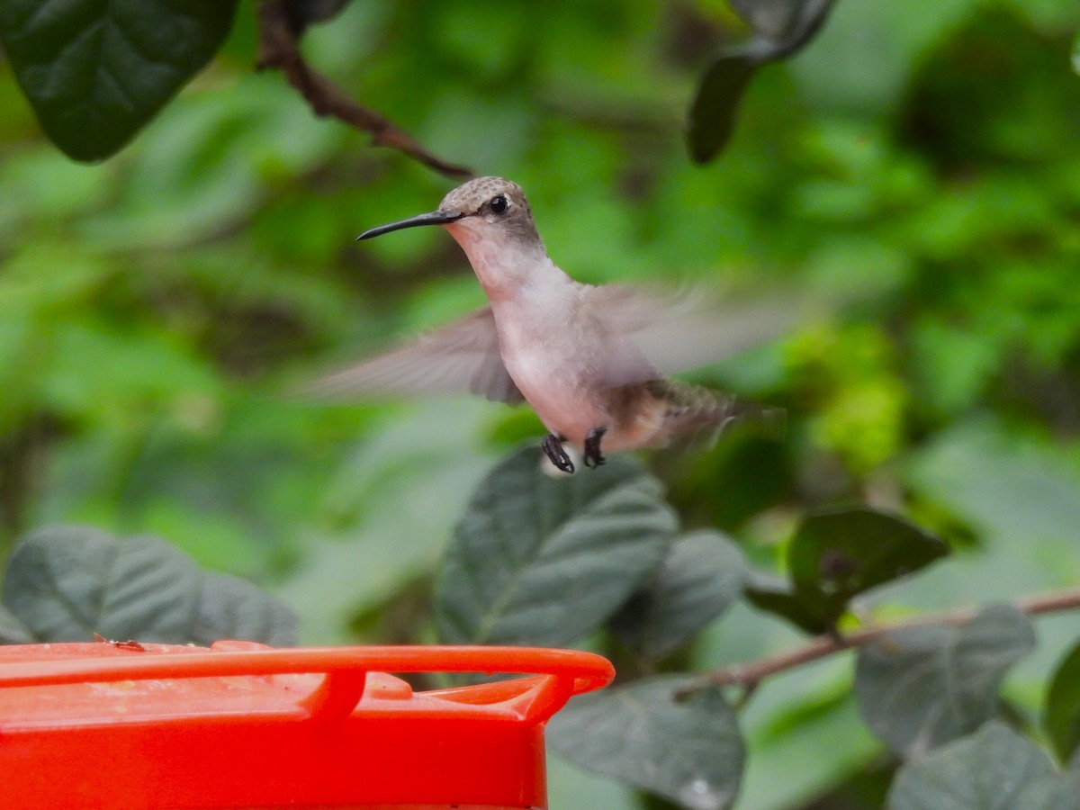 Колібрі рубіновогорлий - ML645198407