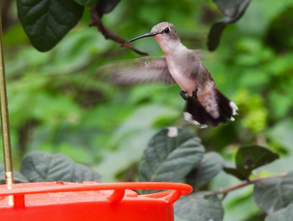 Колібрі рубіновогорлий - ML645198408