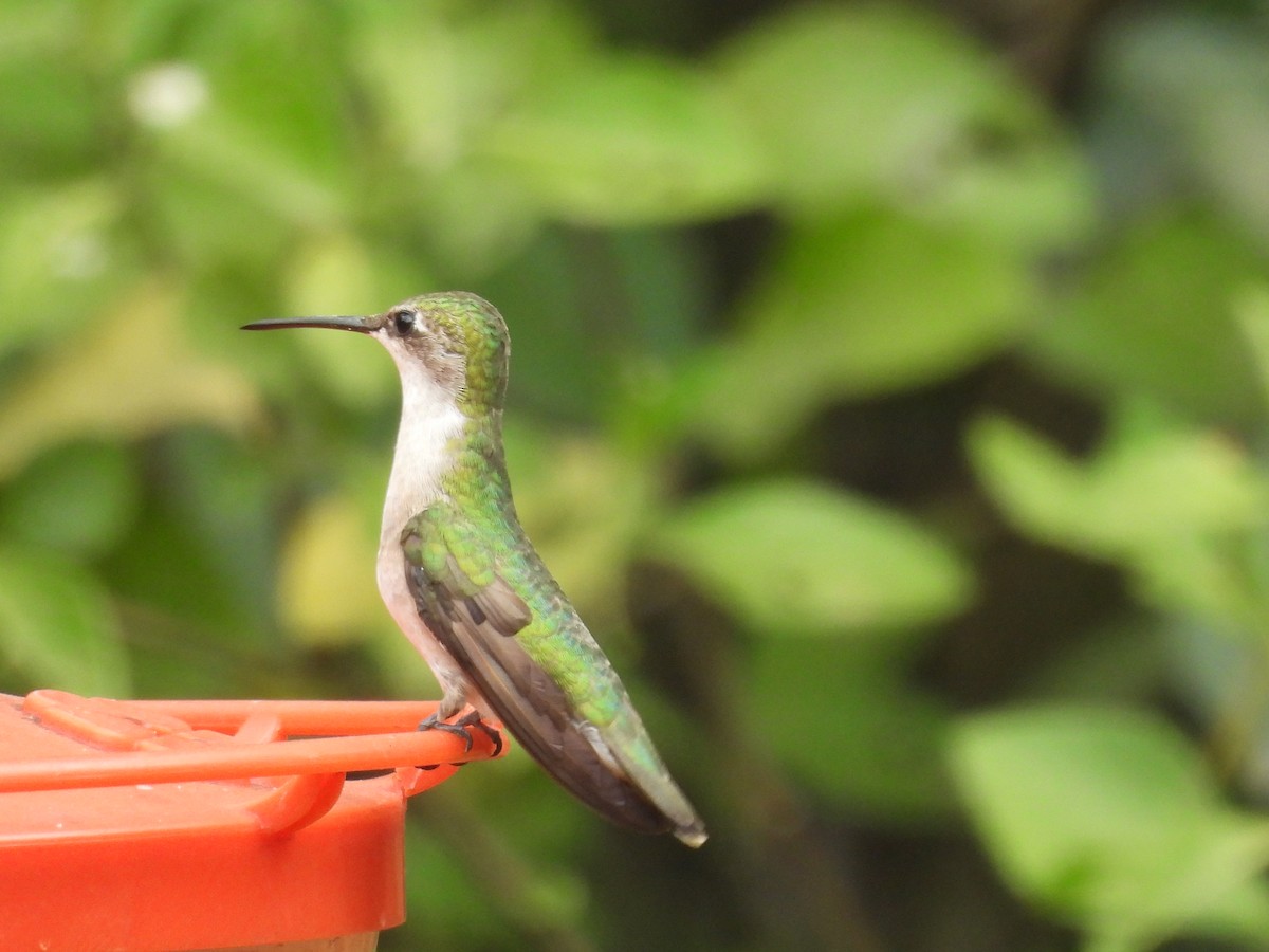 Колібрі рубіновогорлий - ML645198409