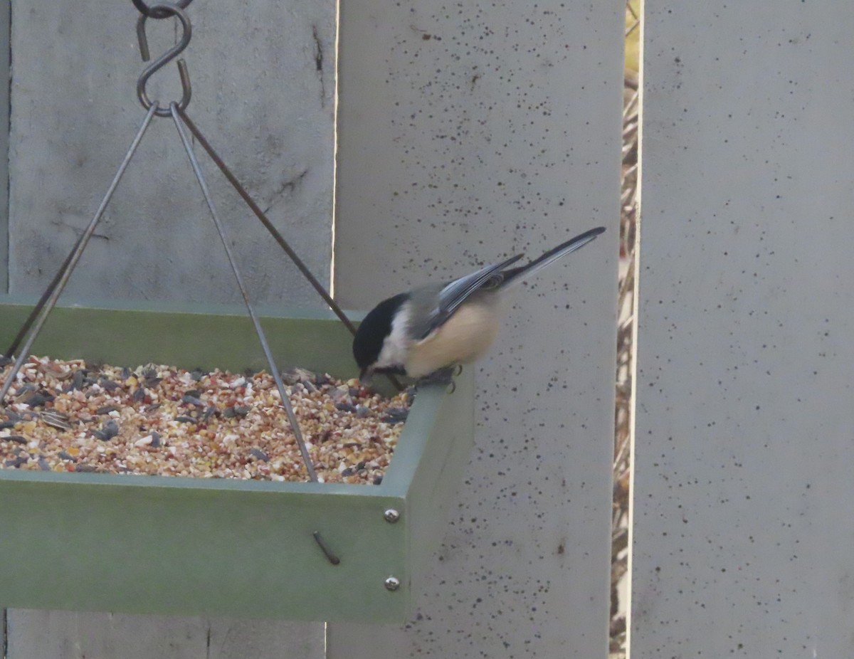 Гаїчка світлокрила - ML645198419