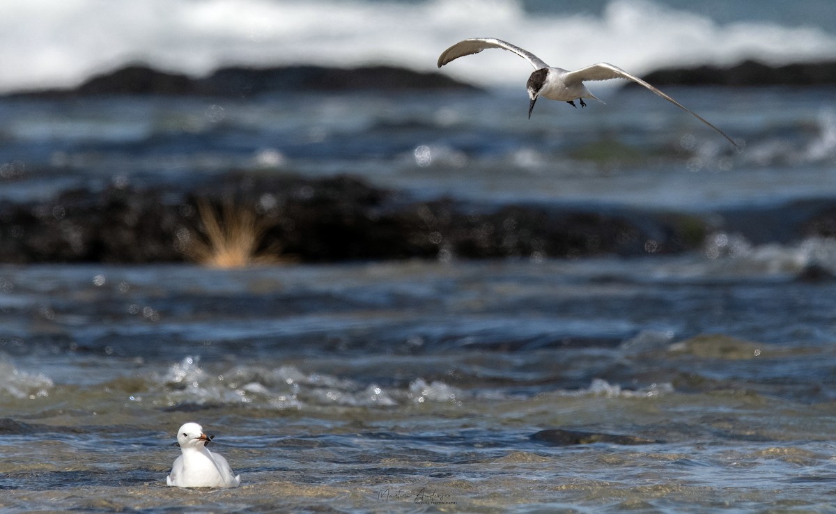 Silver Gull - ML645198468
