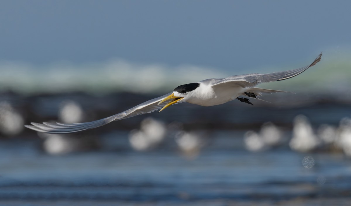 Great Crested Tern - ML645198496