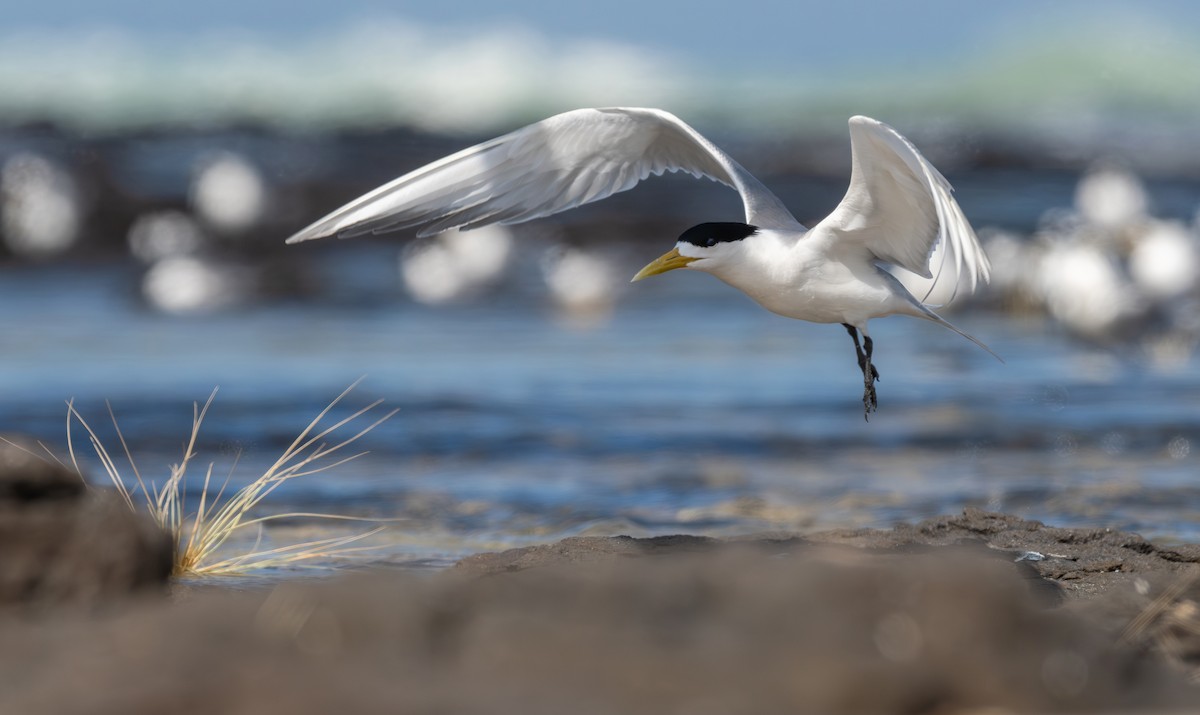 Great Crested Tern - ML645198497