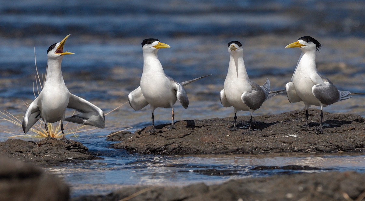 Great Crested Tern - ML645198498