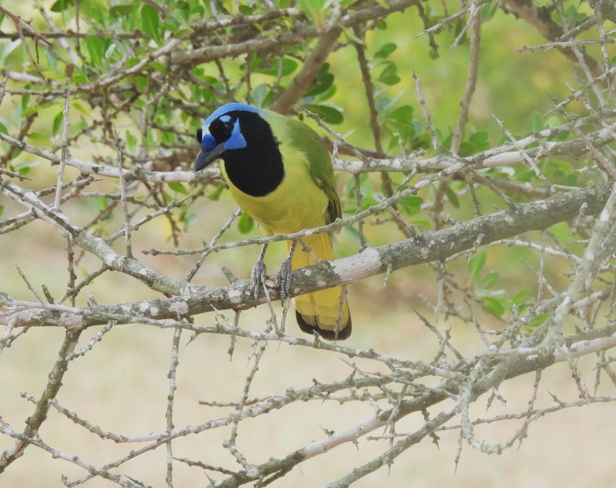 Geai vert - ML645198502