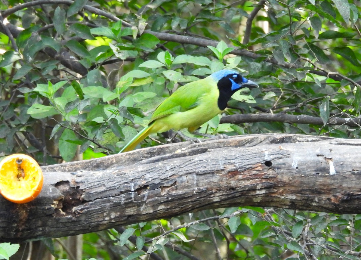 Geai vert - ML645198503