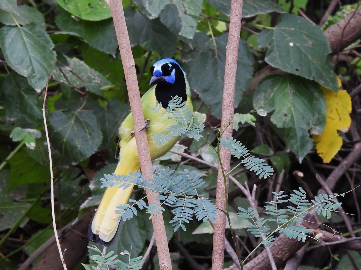 Geai vert - ML645198504