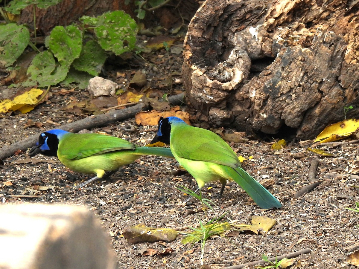 Geai vert - ML645198505