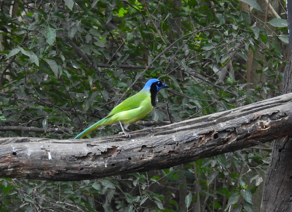 Geai vert - ML645198506