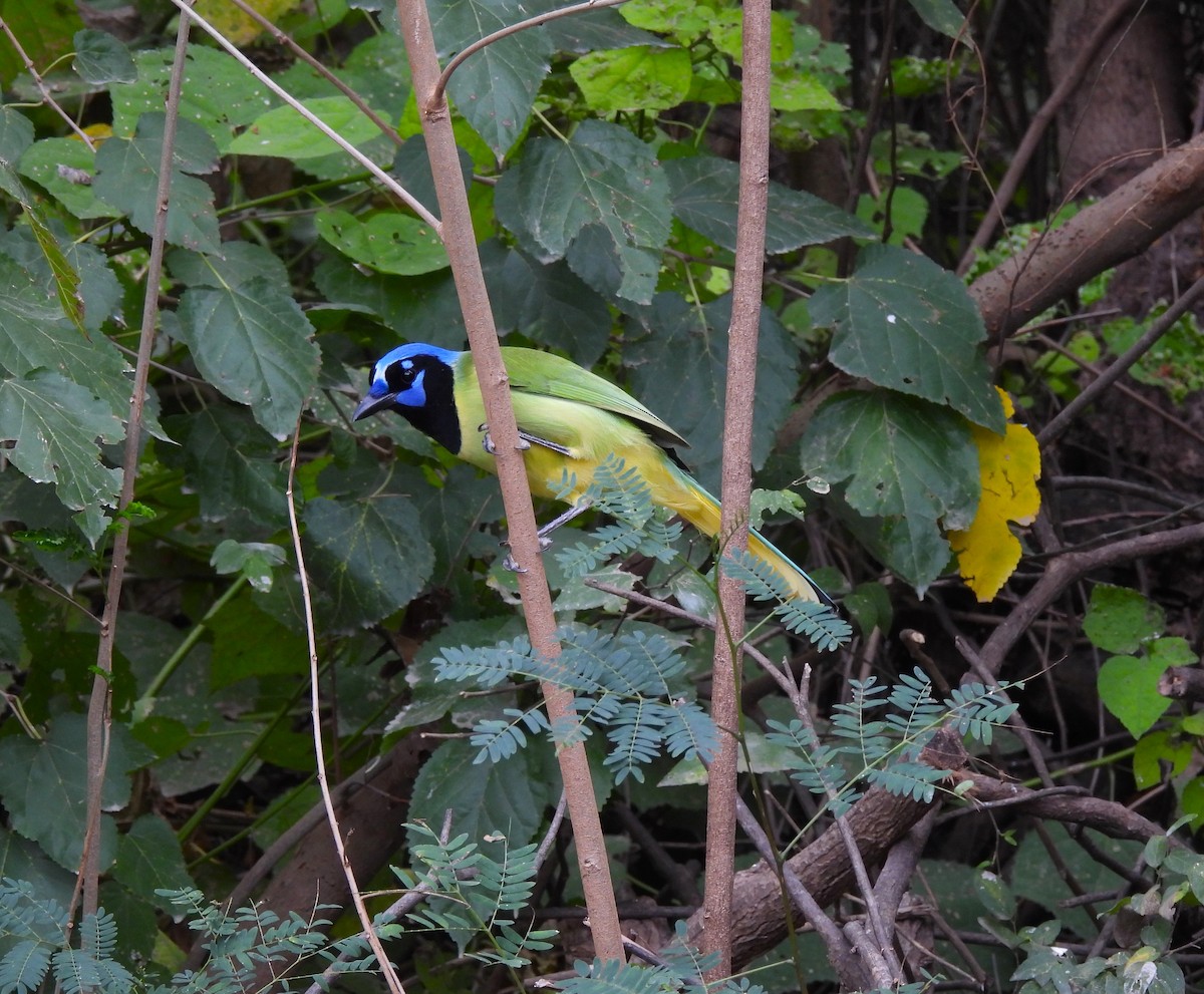 Geai vert - ML645198507