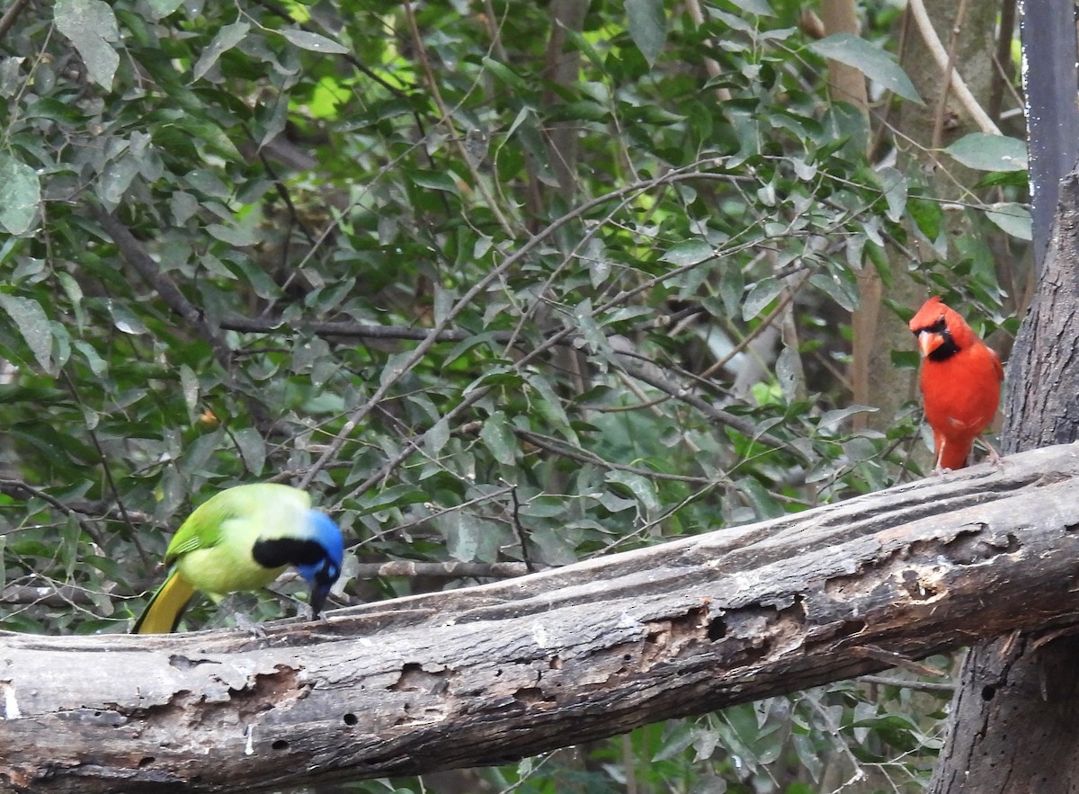 Geai vert - ML645198508