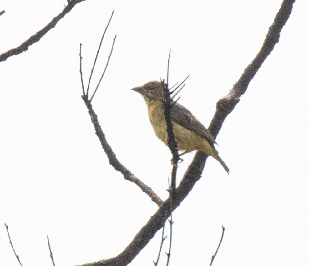 Vieillot's Black Weaver - ML645198515