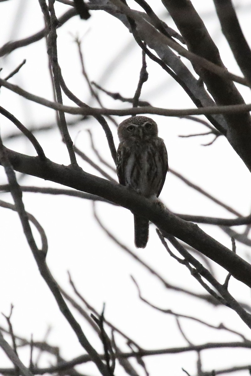 Pearl-spotted Owlet - ML645198536