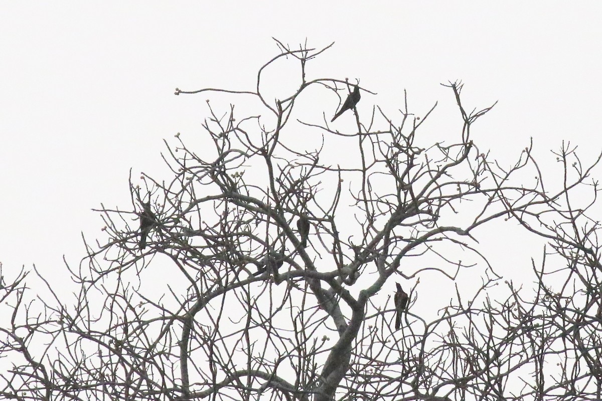 špaček skalní - ML645198540