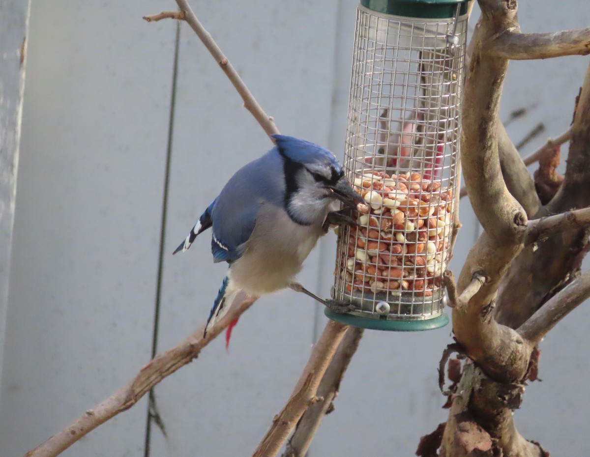 Geai bleu - ML645198553