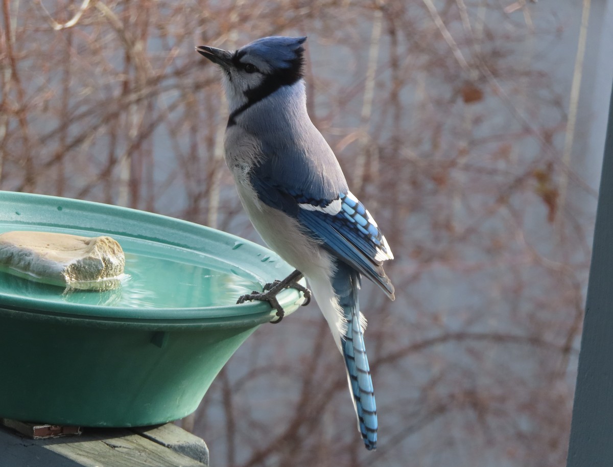 Geai bleu - ML645198559