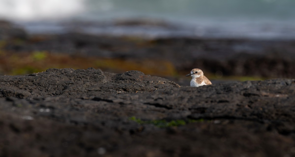 Greater Sand-Plover - ML645198597
