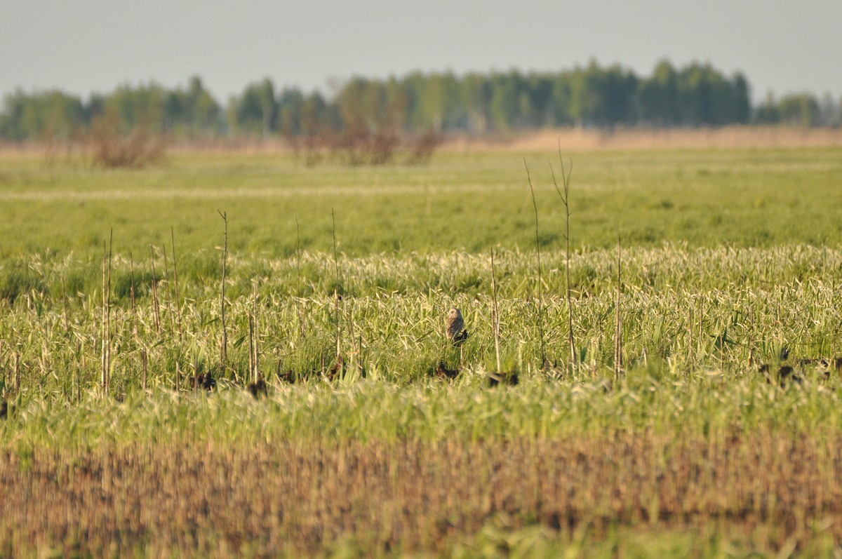 Gufo di palude - ML645198604