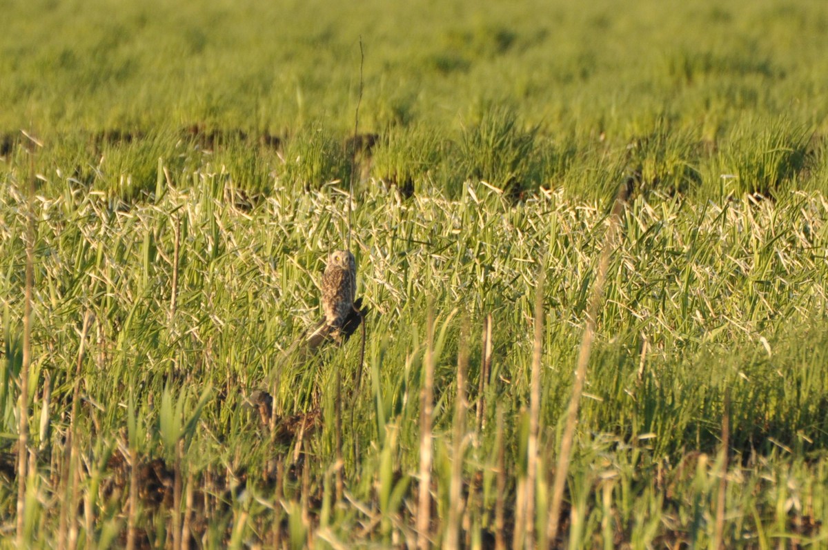 Gufo di palude - ML645198605