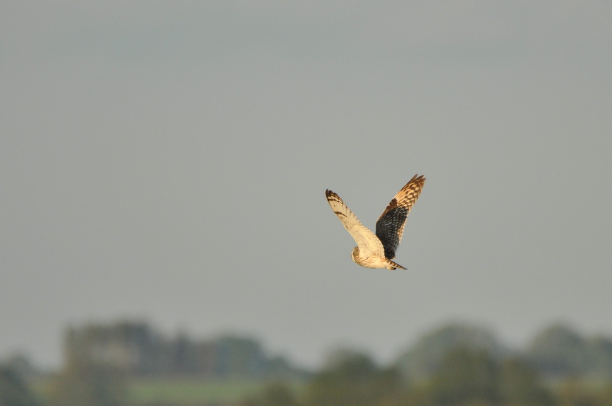 Gufo di palude - ML645198606