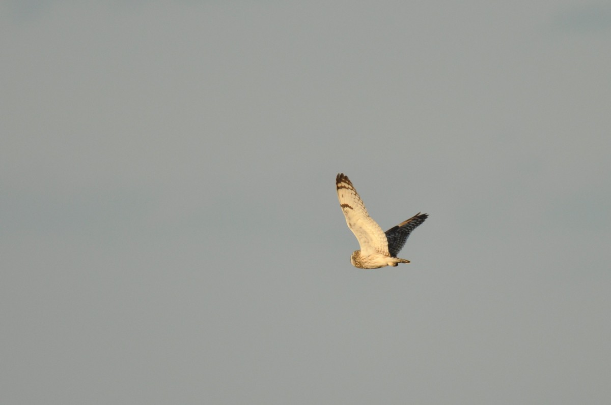 Gufo di palude - ML645198607