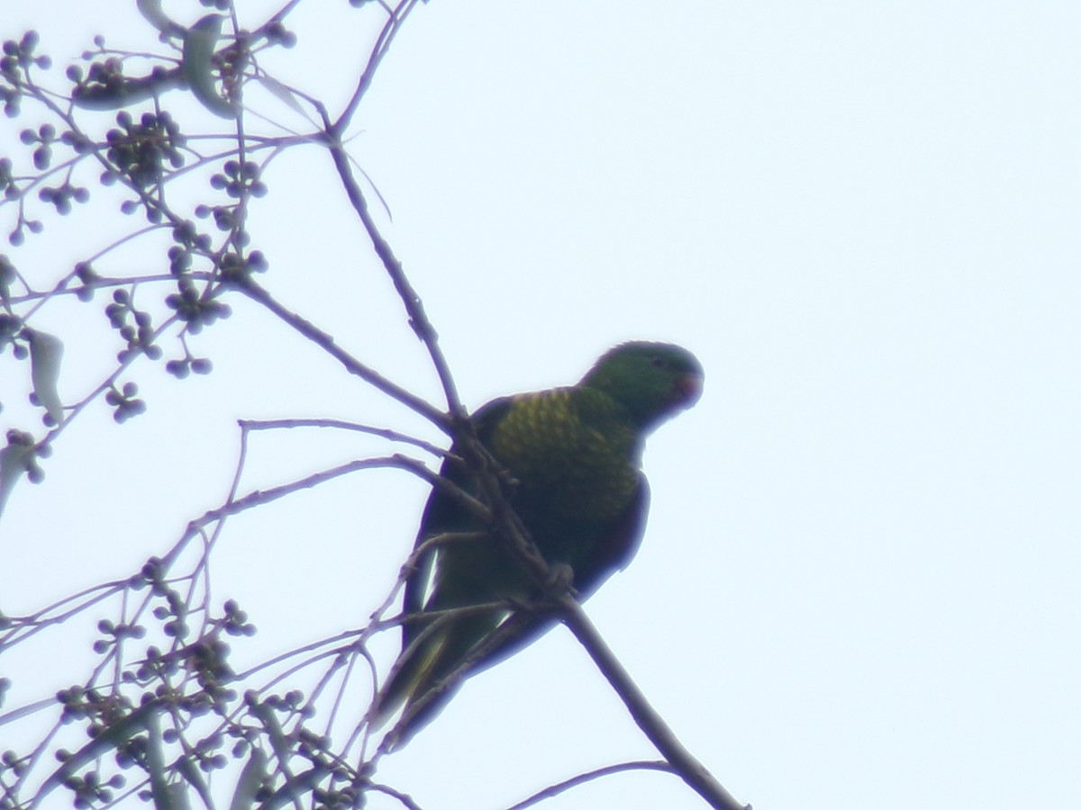 Scaly-breasted Lorikeet - ML645198615