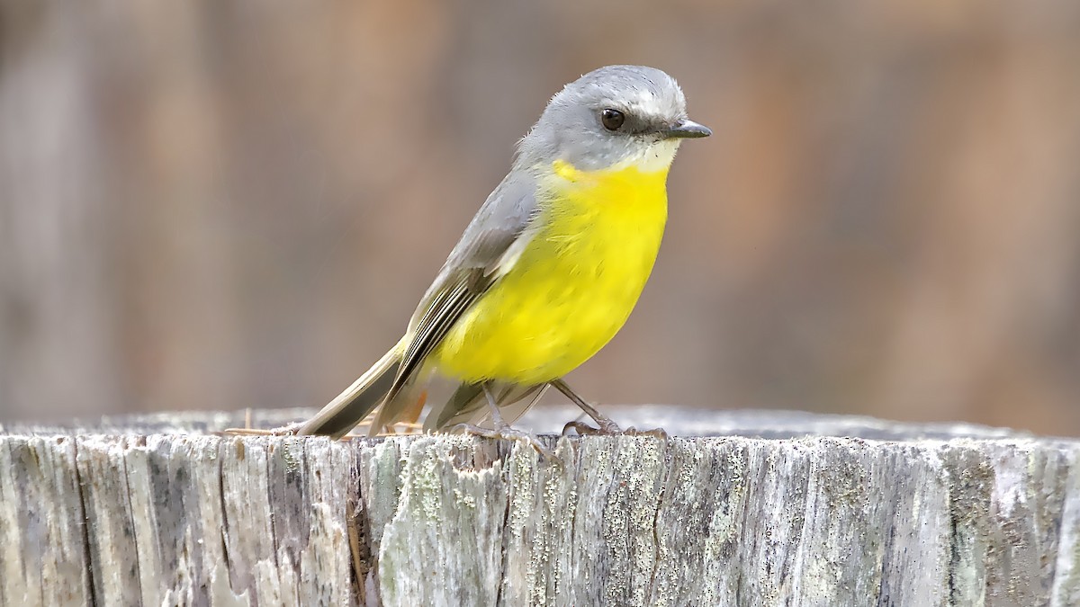 Doğulu Sarı Bülbül - ML645198624