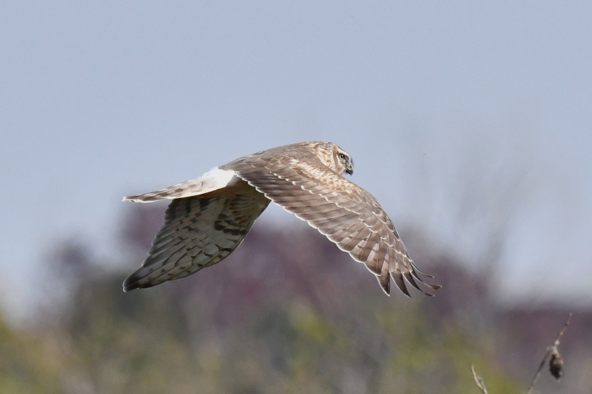 灰澤鵟 - ML645198628