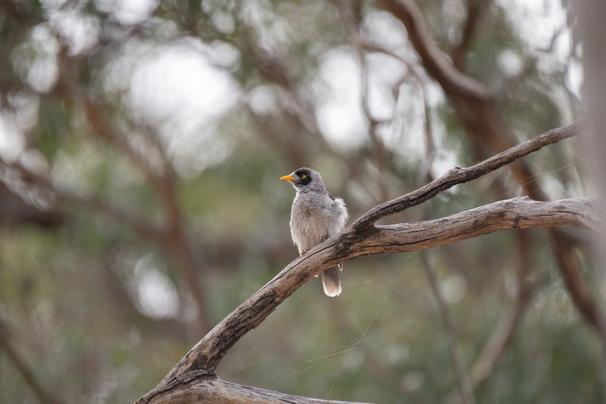 クロガオミツスイ - ML645198629