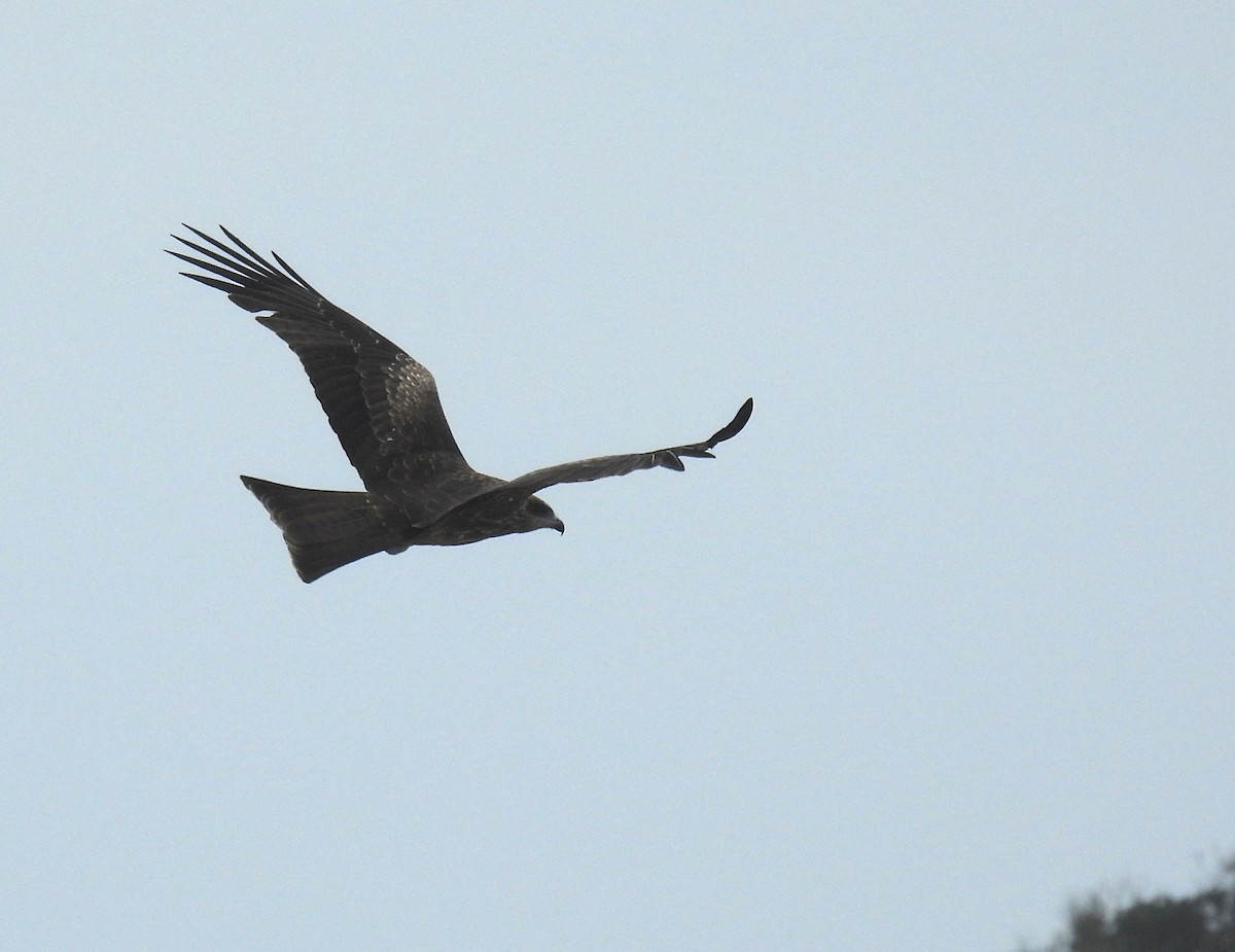 Black Kite - ML645198633